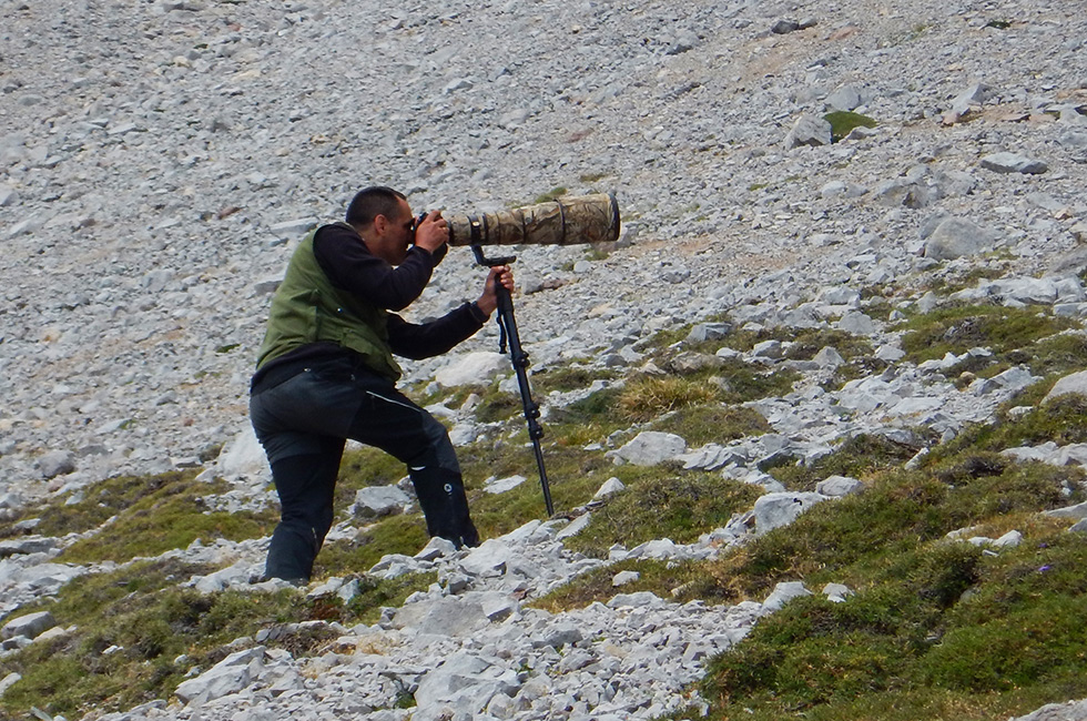 Fotografiando aves alpinas